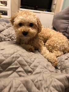 Maltipoo Stud Listing Image