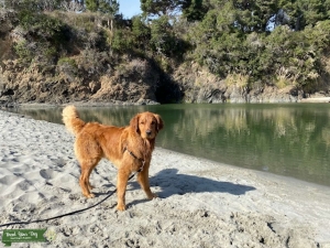 CKC Golden Retriever Stud Listing Image