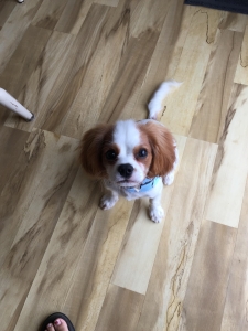 Blenheim Cavalier King Charles Spaniel  Listing Image