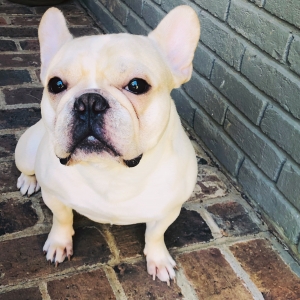Cream French Bulldog Looking For a Mate Listing Image