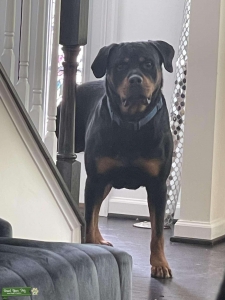  Rottweiler  Listing Image