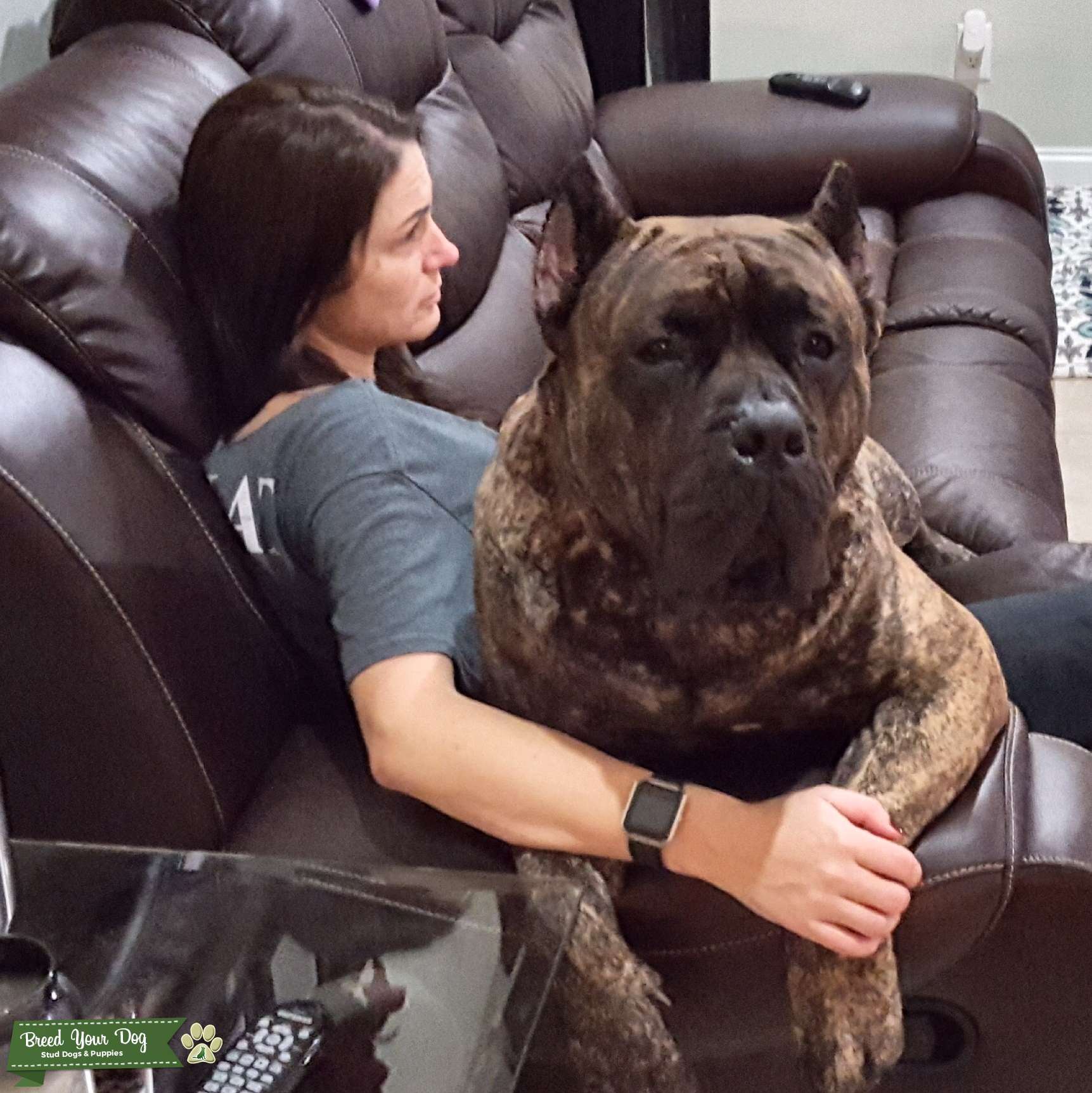 Stud service Stud Dog in Florida, the United States Breed Your Dog