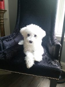 Male bichon frise for stud Listing Image