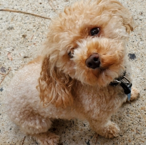 Teacup/toy poodle Listing Image