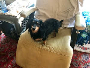 Long haired black miniature Dachshund  Listing Image