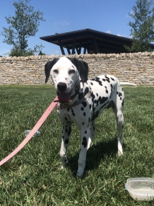 Dalmatian ready to stud out! Listing Image