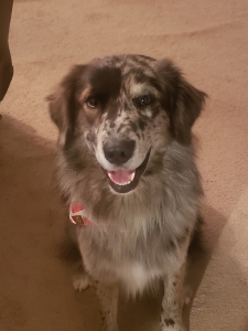 Border Collie/ Australian Shepherd Stud Dog  Listing Image