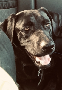 Black Lab Stud Ready To Breed Listing Image