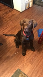 Hunting Dog Listing Image
