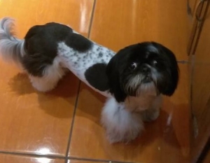 AKC Shih Tzu Stud Listing Image