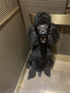 AKC Large Poodle Stud Listing Image