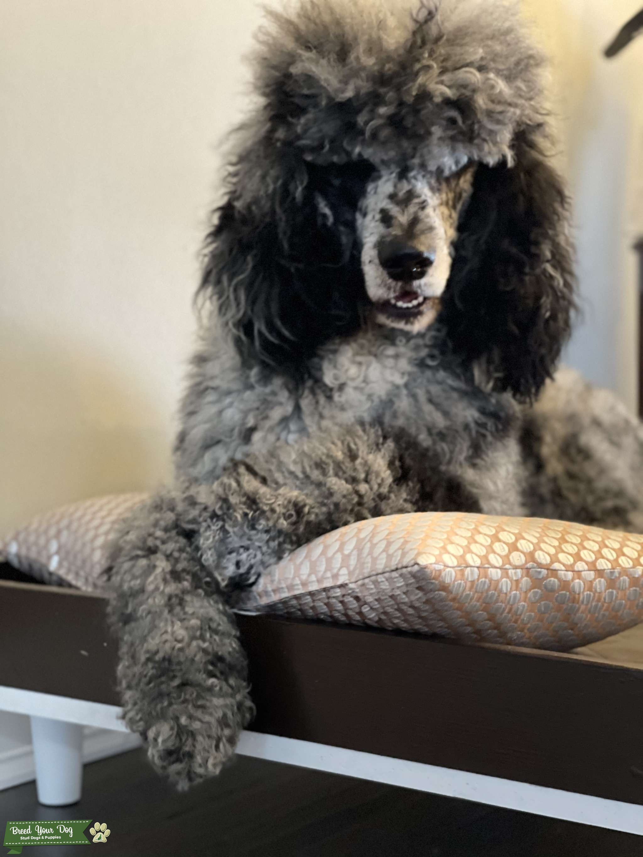 Large standard Merle poodle Stud Dog in Oregon , the United States