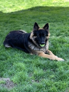 German Shepherd Listing Image