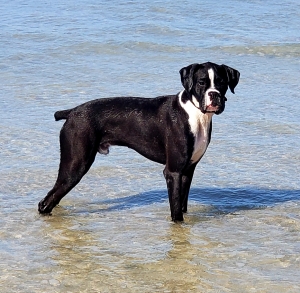 Boxer AKC Stud vet cleared and tested Listing Image