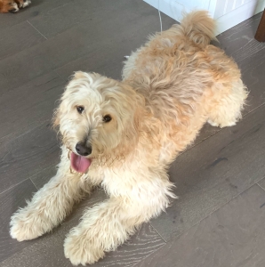F1b Teddy Bear English Goldendoodle Listing Image