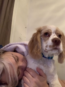 White and buff spotted CKC cocker spaniel stud Listing Image