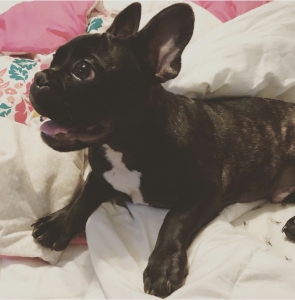 Purebred French Bulldog Stud Dog Listing Image