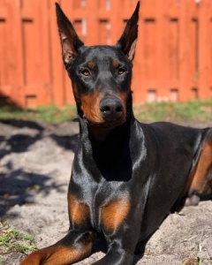 AKC/UKC PURE BREED Black/Tan DOBERMAN Listing Image