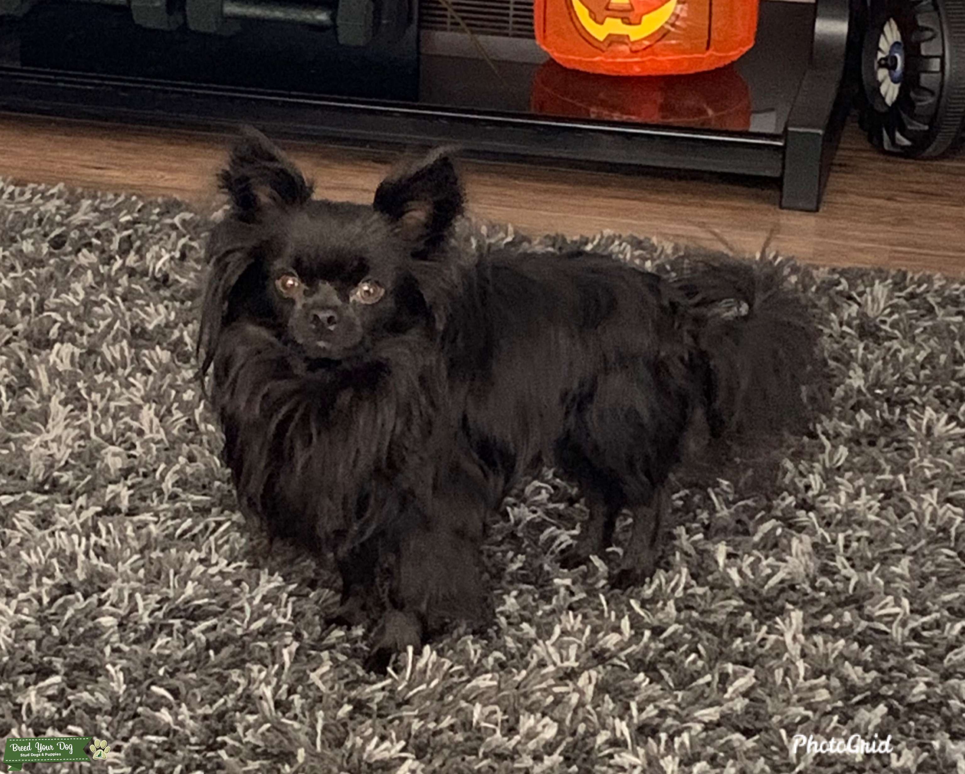 Long haired Chihuahua for stud Stud Dog in Central Alberta, the United States Breed Your Dog