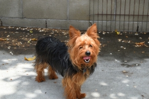 Yorkshire Terrier Stud Listing Image
