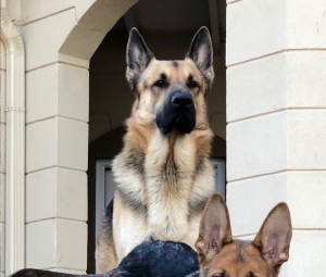 German Shepherd Listing Image