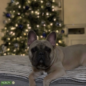 French Bulldog  Listing Image