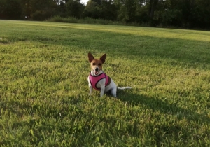 Looking for a male Jack Russell to breed Listing Image