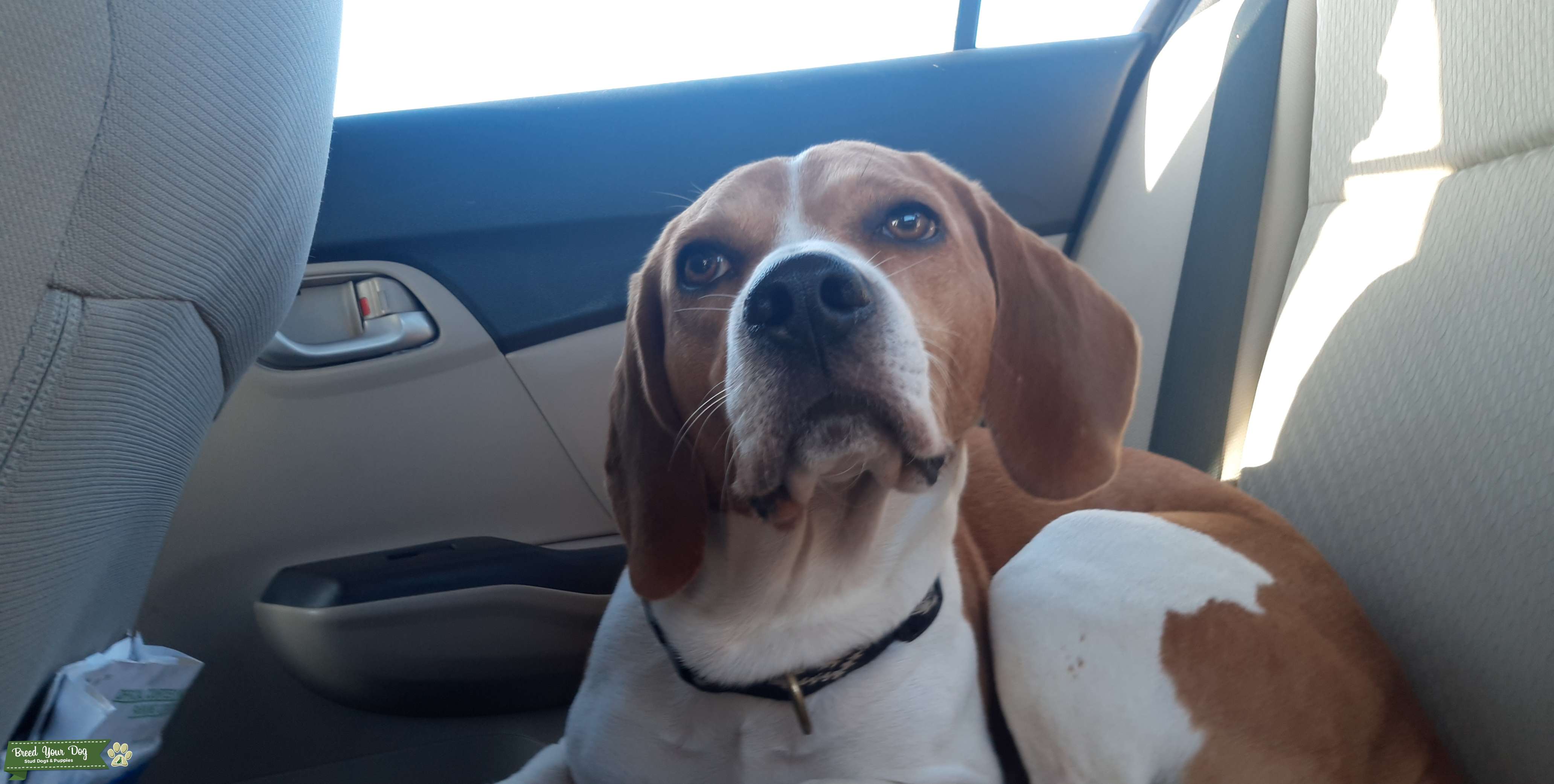 Golden beagle stud Stud Dog in California, the United States Breed