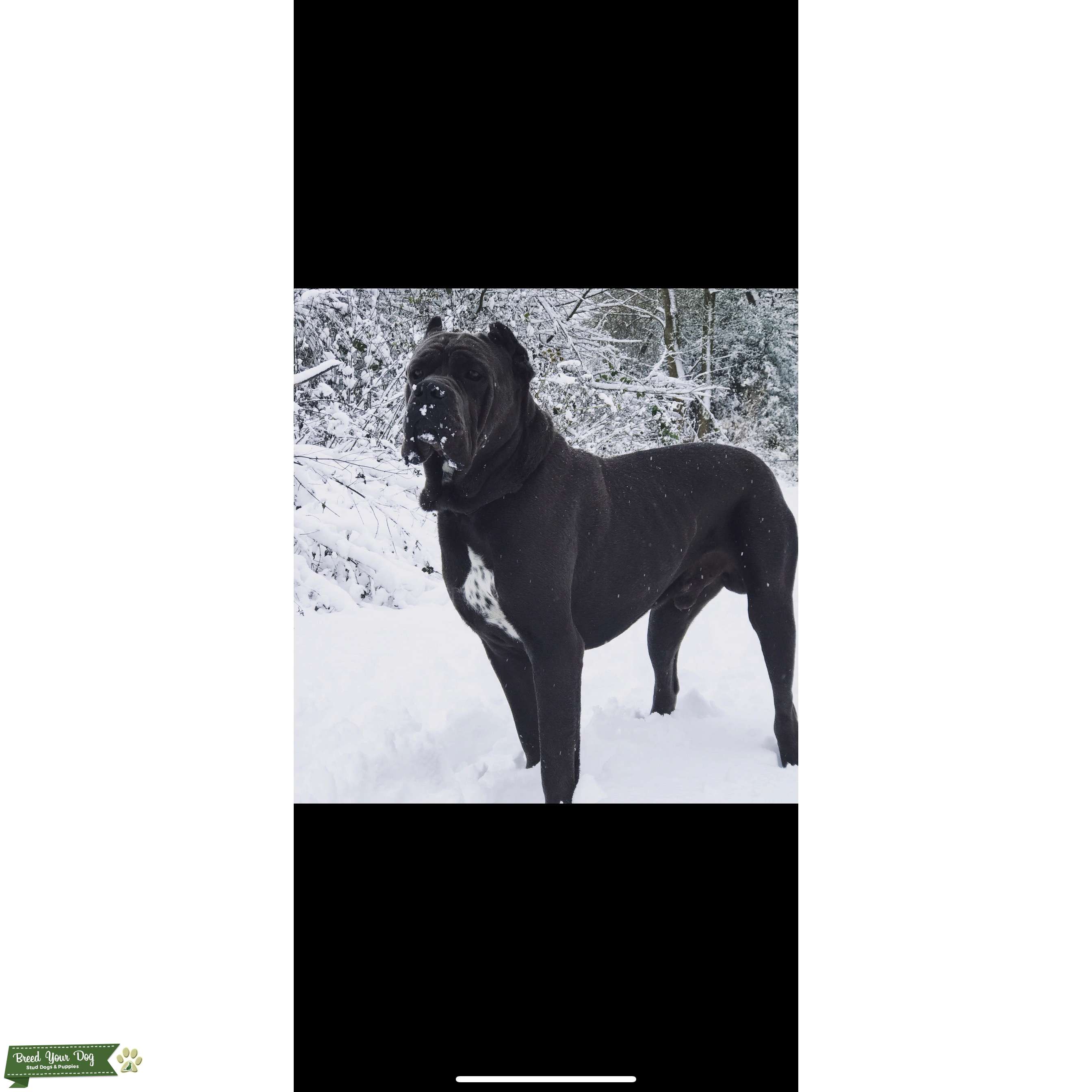 Stud Dog Blue Cane Corso Male For Stud Breed Your Dog