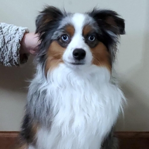 Blue Merle Male Listing Image