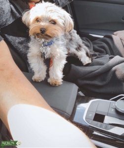 Yorkie Stud (toy) Services  Listing Image