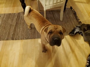 Chinese Shar Pei stud  Listing Image