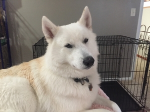 Siberian Husky - White Listing Image