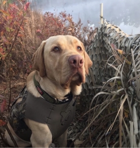 Yellow American Labrador Listing Image