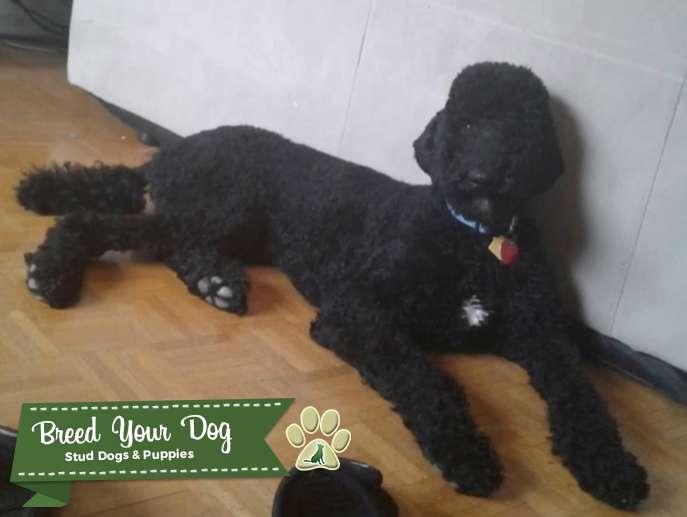 Standard Poodle Stud Stud Dog in FL, the United States Breed Your Dog