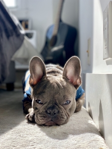 Blue Brindle French Bulldog  Listing Image