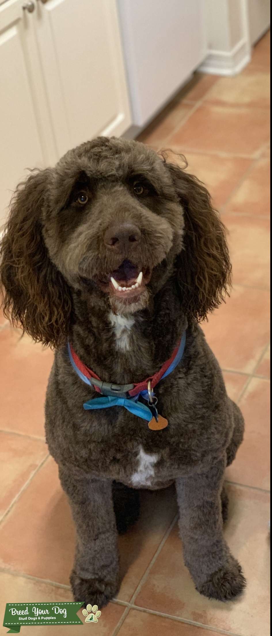 F1 Handsome Labradoodle Stud Dog in Florida, the United States