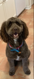 F1 Handsome Labradoodle Listing Image