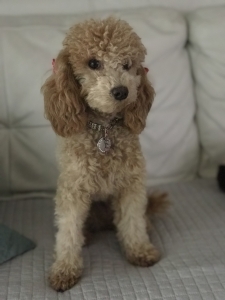 Apricot Miniature Poodle   Listing Image