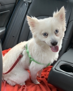 White Pomeranian with Blue Eyes Listing Image