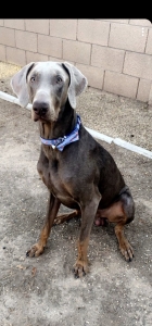 Blue Dobermann Stud Listing Image