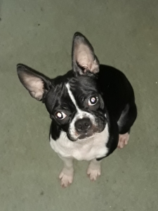 Boston terrier  female Listing Image