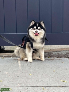 Toy Pomsky Listing Image