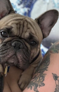 Fawn French Bulldog W/ Black Mask Available for Stud Listing Image