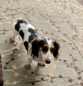 Dachshund Long Haired Stud Dogs Available Now Breed Your Dog