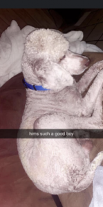 Silver Standard Poodle Stud Service In Thibodaux Listing Image