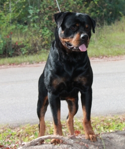 Rottweiler Male Listing Image