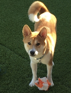 Shiba Inu male available for stud Listing Image