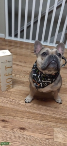 AKC blue Fawn Frenchie- genetic testing done Listing Image
