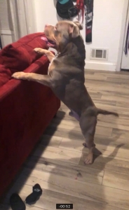 American bully  1800$ Listing Image